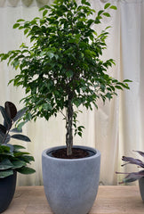 Ficus baby plant in nursery pot