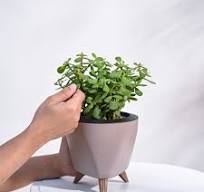 plastic pots