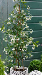 jasmine beautiful delicate flower