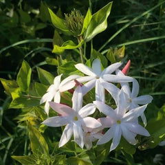 Jasmine – not just a fragrant flower, but a calming herbal treasure! Known for its sweet.