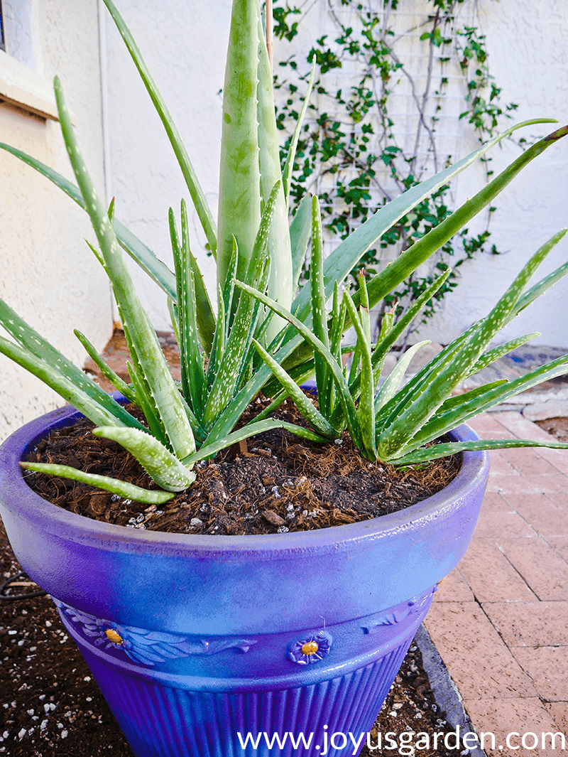 Alovera baby plant in nursery pot