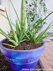 Alovera baby plant in nursery pot