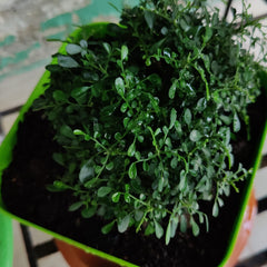 madhu malti dwarf