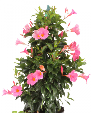 Vadalia baby plant in nursery pot