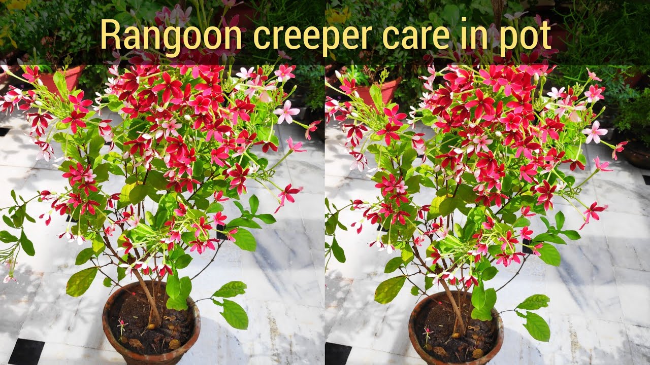 Rangoon creeper baby plant in nursery pot