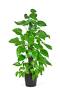 Why it’s loved Trailing, glossy vines that thrive in homes, shops, and offices. Super forgiving, great for shelves and hanging baskets, and beautiful on a moss pole.