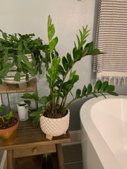 Zz baby plant in nursery pot