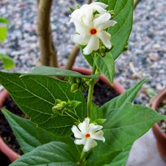 Parijat Tree, Parijatak, Night Flowering Jasmine - Plant