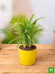 Chlorophytum, Spider Plant - Plant