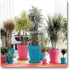 Cozy 2BHK (Classic) Plant Decor Pack