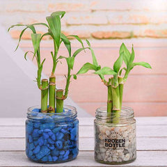 Grow Your Own Luck