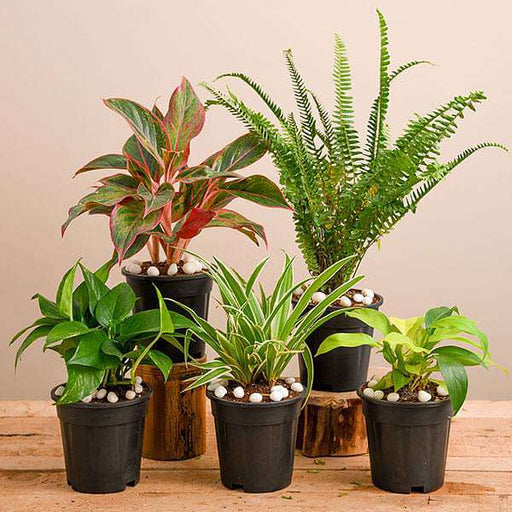 Natural Air Purifier Plants for Summer Cooling