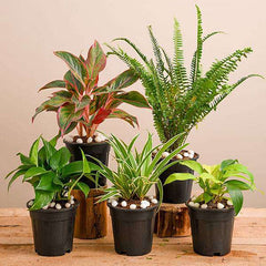 Natural Air Purifier Plants for Summer Cooling