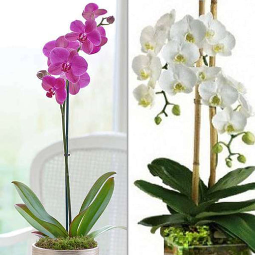Pack of 2 pretty Phalaenopsis Orchid plants