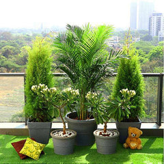Popular Outdoor Plants for Gardening on Terrace