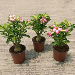 Set of 3 Bonsai looking Adenium Plants