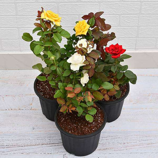 Set of 3 Love Rose Plants Pack