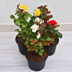 Set of 3 Love Rose Plants Pack