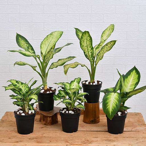 Set of 5 Dieffenbachia for Indoor Plant Decoration