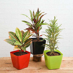 Top 3 Croton Plants Pack