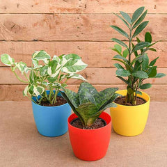 Top 3 Marvelous Air Purifier Plants for Bedroom