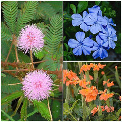 Top 3 Wonder Plants Pack