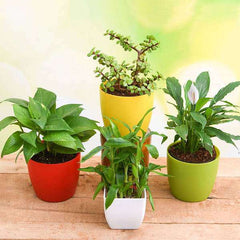 Top 4 Plants to Bring Goodluck and Prosperity