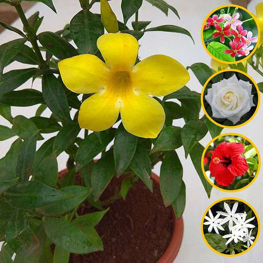 Top 5 Annual Flowering Plants
