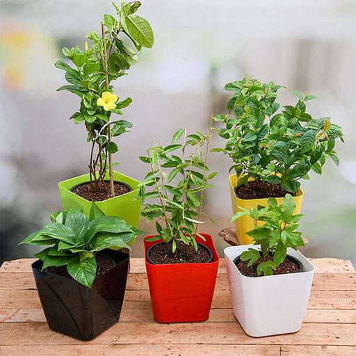 Top 5 Climbers And Creepers