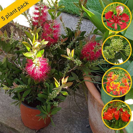 Top 5 Flowering Avenue Trees