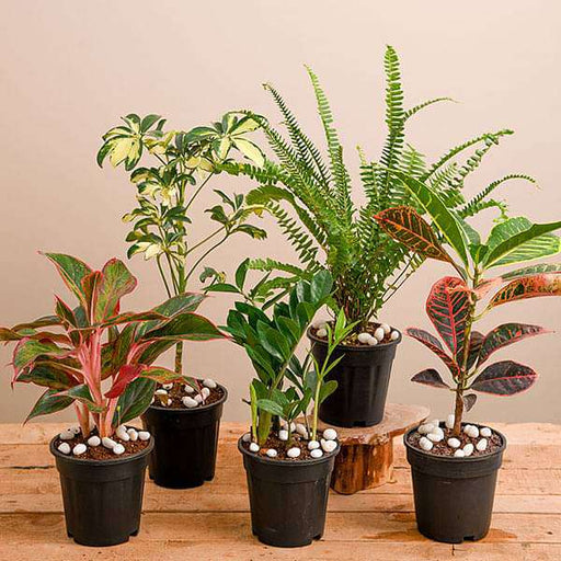 Top 5 Foliage Plants for Easy Gardening at Home