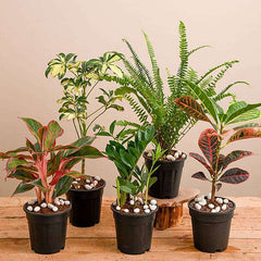 Top 5 Foliage Plants for Easy Gardening at Home