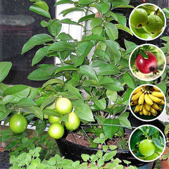 Top 5 Fruits Plants to Grow in Pot