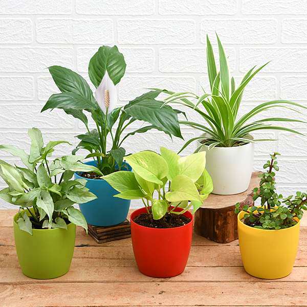 Top 5 Plants for Healthy and Prosperous New Year
