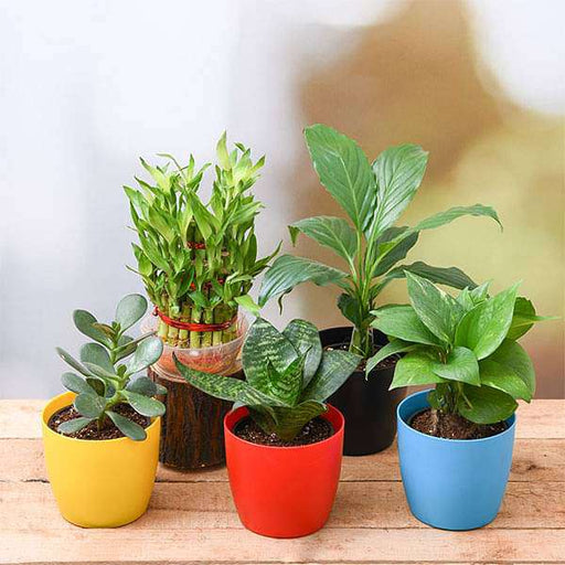 Top 5 Plants to Attract Money