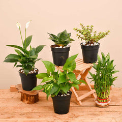 Top 5 Plants to Bring Goodluck