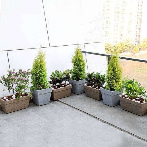 Year Round Flowering and Foliage Plants for Garden on Terrace