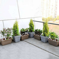 Year Round Flowering and Foliage Plants for Garden on Terrace