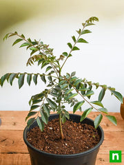 Curry Leaves, Kadi Patta, Murraya koenigii, Meetha Neem - Plant