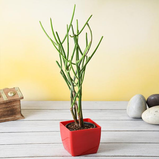 Pencil Tree, Euphorbia tirucalli - Succulent Plant