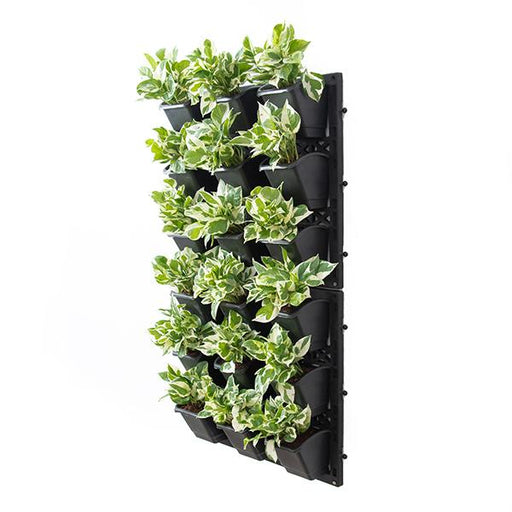 Exhibit Variegated Foliage Beauty with Indoor Vertical Garden