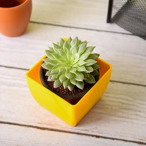 Graptopetalum macdougallii, Laxmi Kamal, Lakshmi Kamal - Succulent Plant