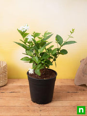 Jasminum sambac, Mogra, Arabian Jasmine - Plant