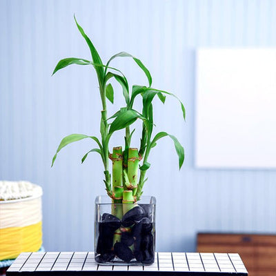 glass bottle for money plant Money Plant in Decorative Glass Bottle – Loveforplants