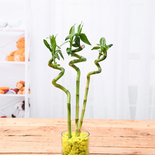 lucky bamboo spiral sticks 60 cm Spiral Stick Lucky Bamboo Plant