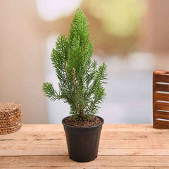 More pankhi baby plant in nursery pot
