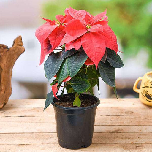 Poinsettia, Christmas Flower (Red) - Plant