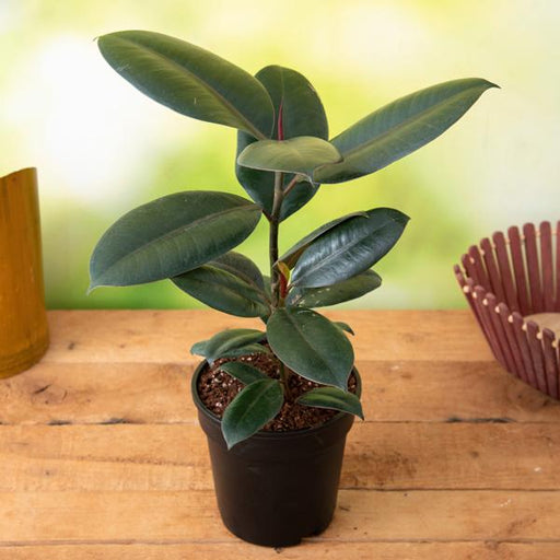Rubber Tree, Rubber Plant, Ficus elastica - Plant