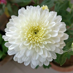 Shevanti, Chrysanthemum (White) - Plant