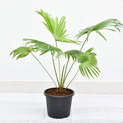 Table palm, Umbrella Palm - Plant